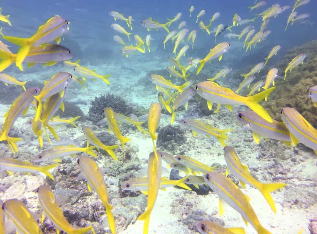 Fishes Oman Diving