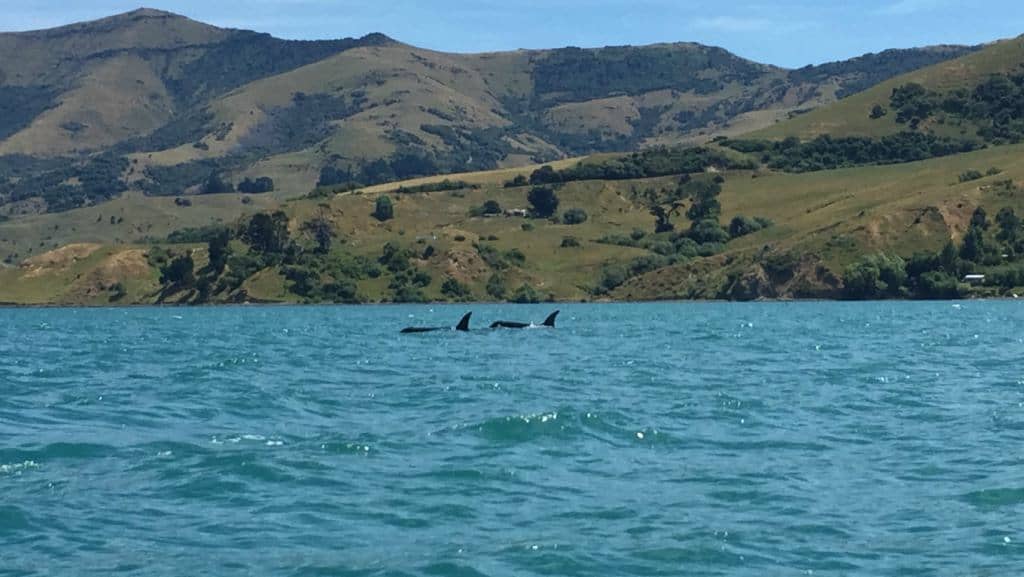 Akaroa-Banks-Peninsula