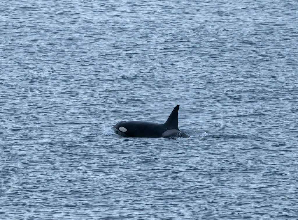 Orca Head Whale