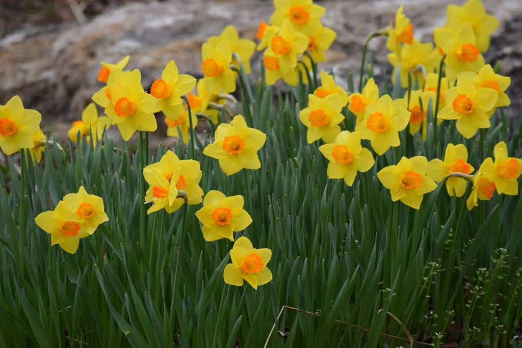 Overland Park Arboretum And Botanical Gardens