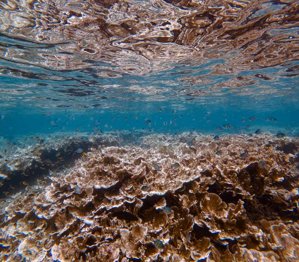 Coral And Fish