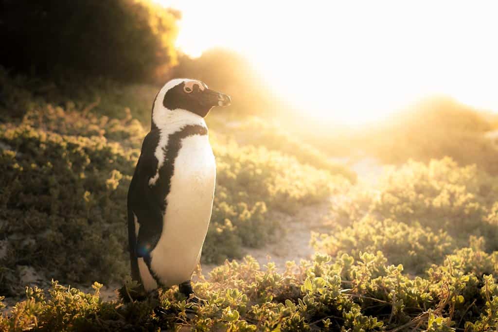 Posing Penguin