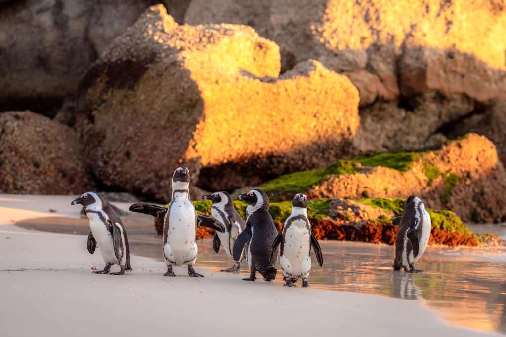 Penguins Walking Down The Beach.