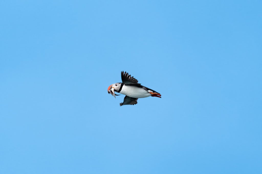 Puffin At Alkhornet Svalbard