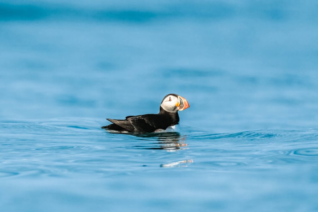 Puffin Smeerenburg