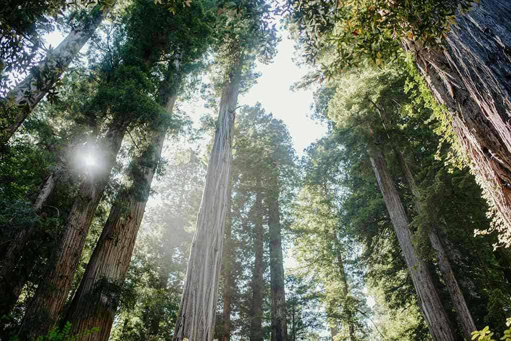 Redwood Forest In California