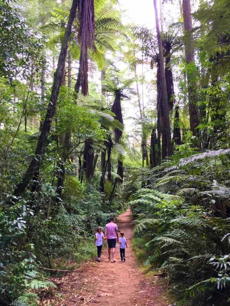 Redwoods Rotorua