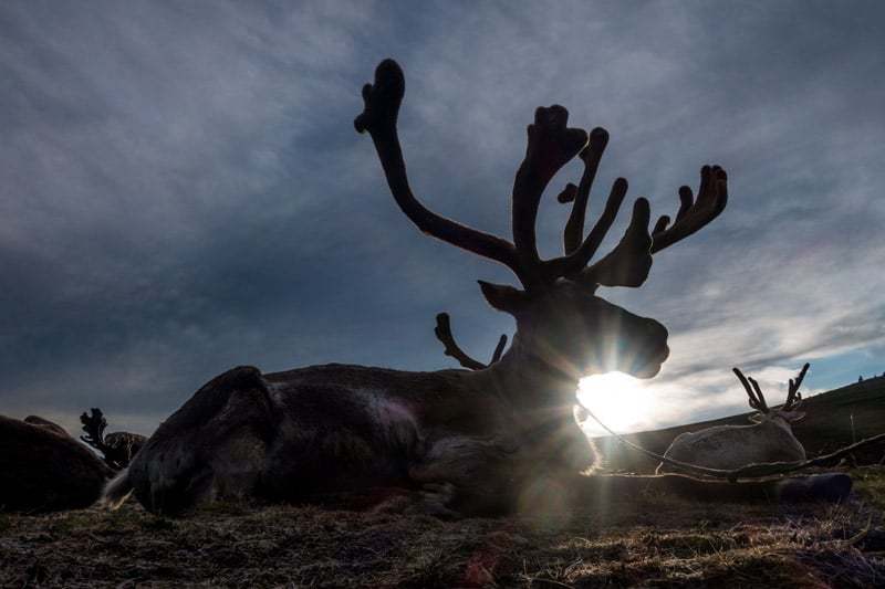 Tsaatan People Dukha Reindeer Herders Mongolia