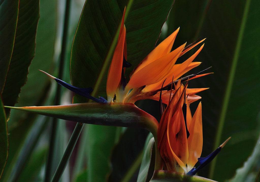 Flower At Royal Botanical Gardens Hamilton Ontario