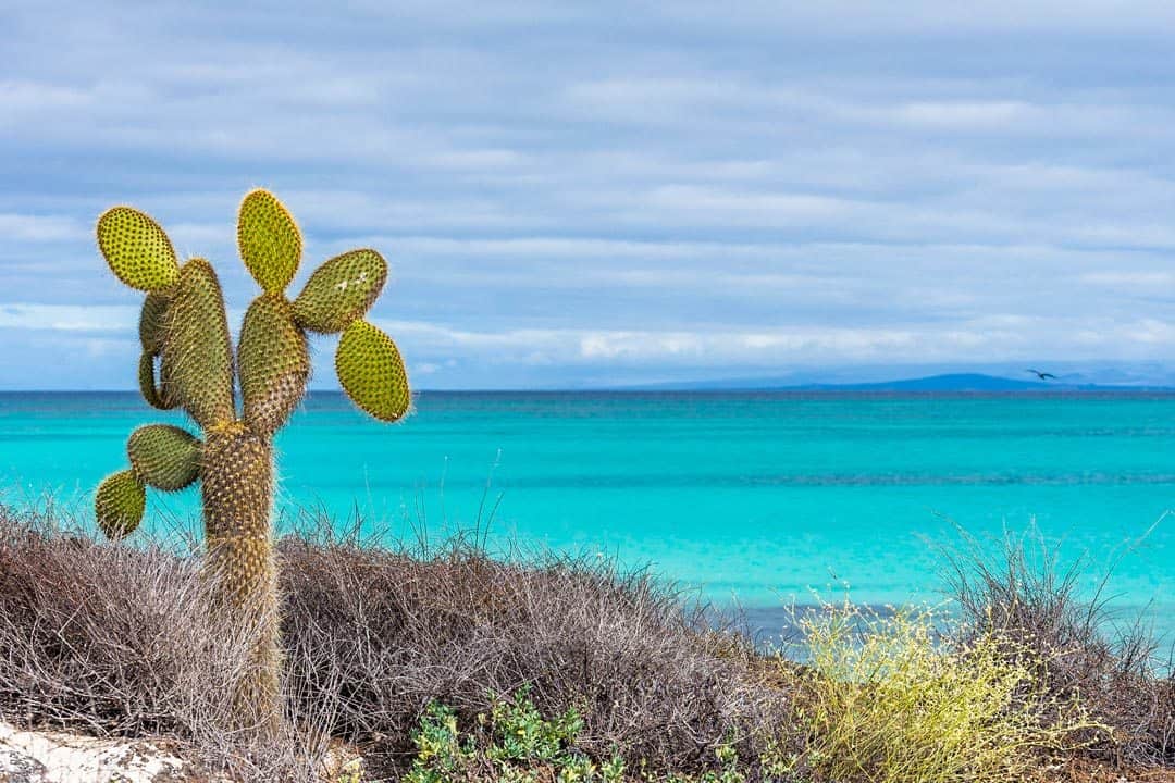 Cactus Beach Galapagos Islands Pictures