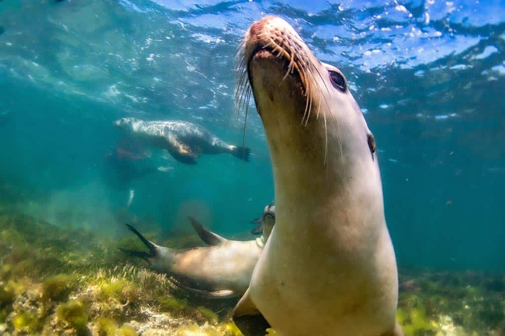 Sea Lions In Jurien Bay Marine Park