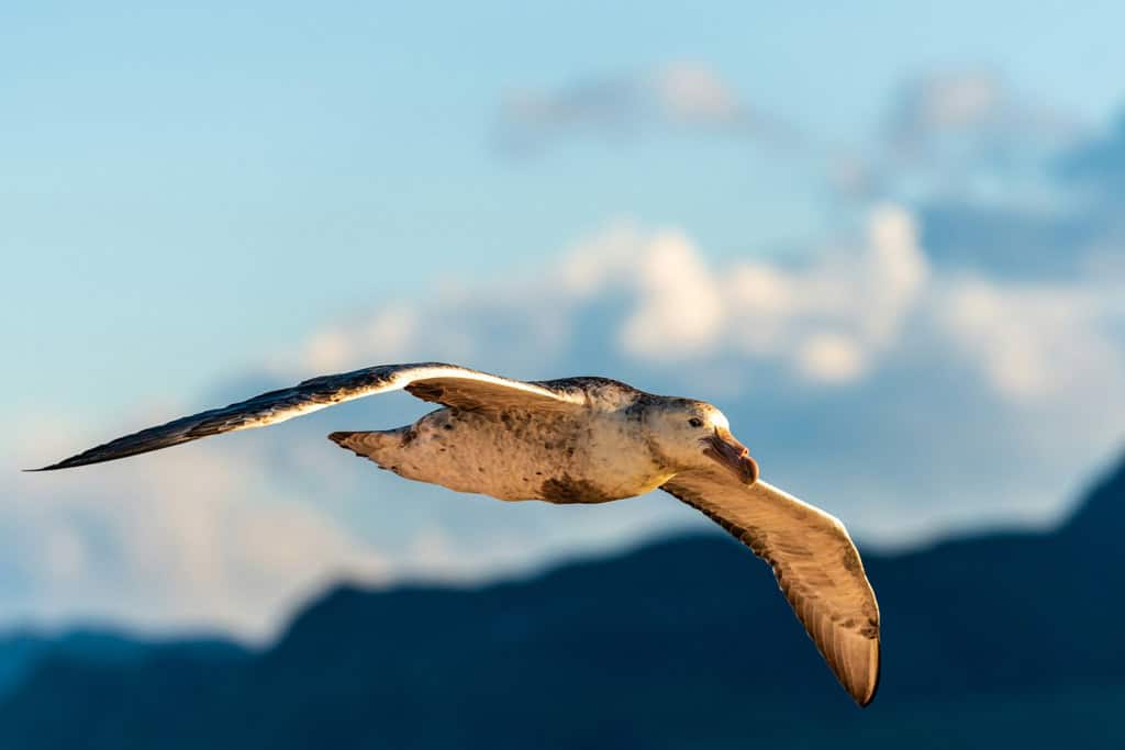Seabird Flying Over South Georgia Island