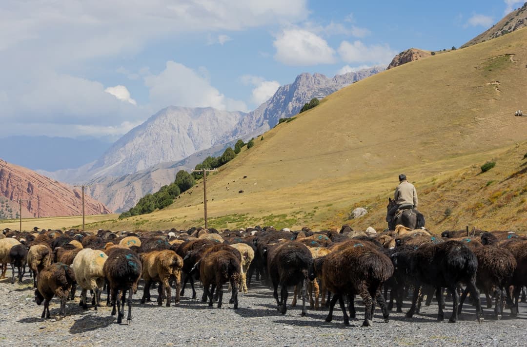 Traffic Jams Photos Of Kyrgyzstan