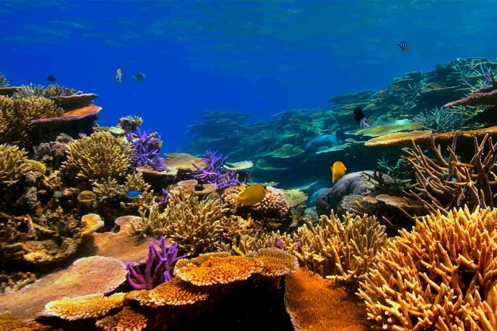 Great Barrier Reef Corals
