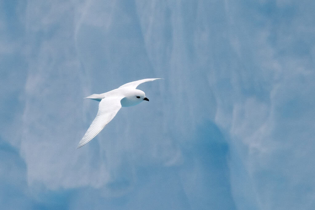 Snow Petrel Deception Island