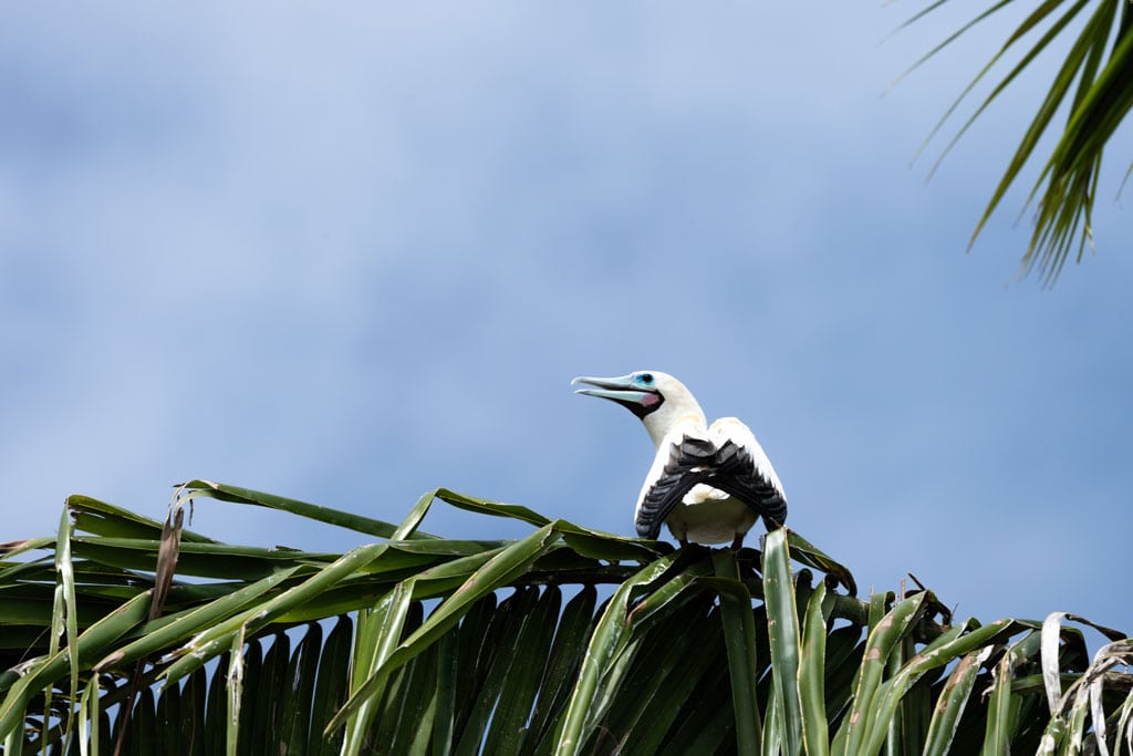 Bird In Tree