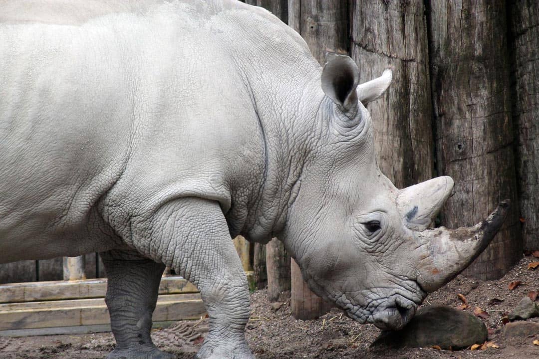 Rhino South African Safari