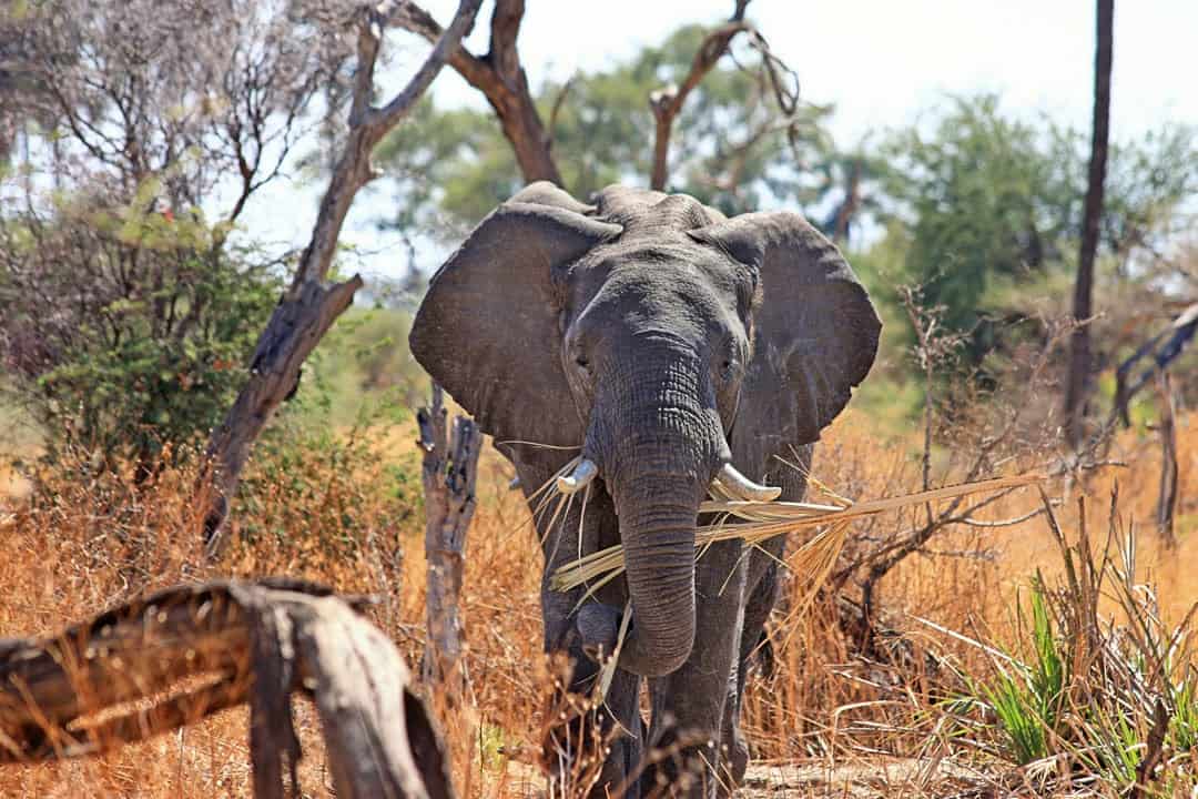Elephant South African Safari