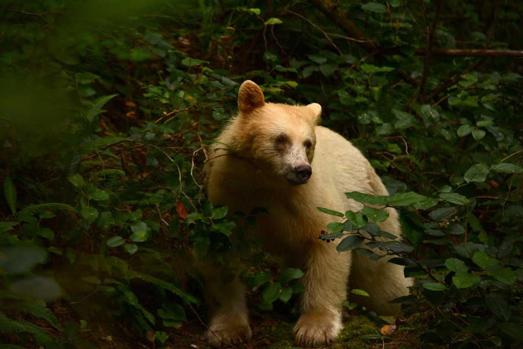 Spirit Bear Bc