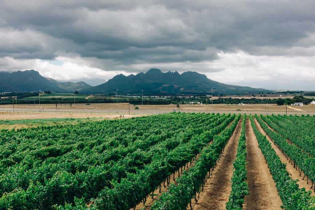 Wine Fields At Winery
