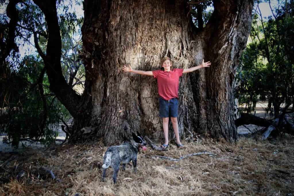 Tuart Forest