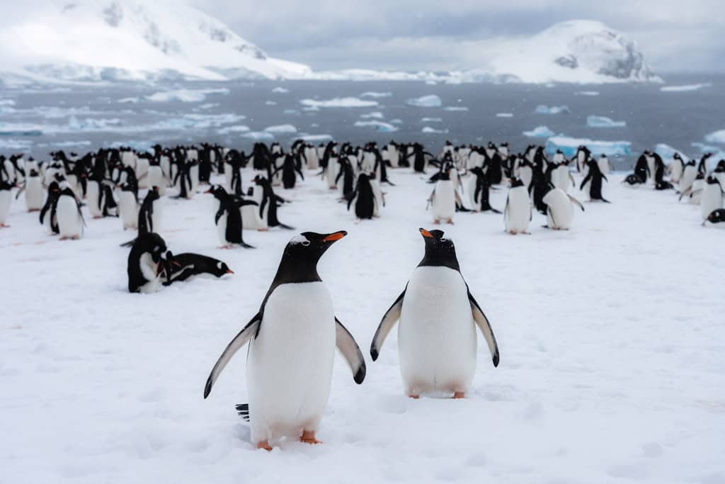 Gentoo Penguin Colony On Danco Island