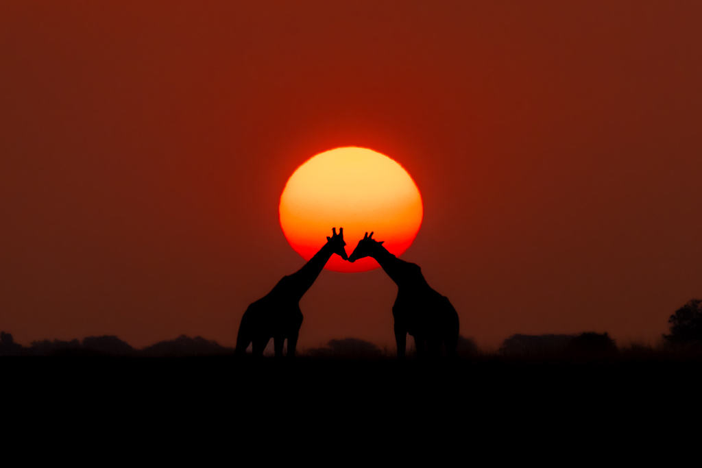 Botswana Best Of Chobe Wildlife Photography Tour