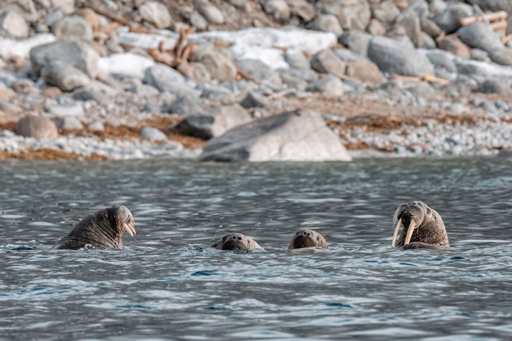 Walrus In Water Parryøya