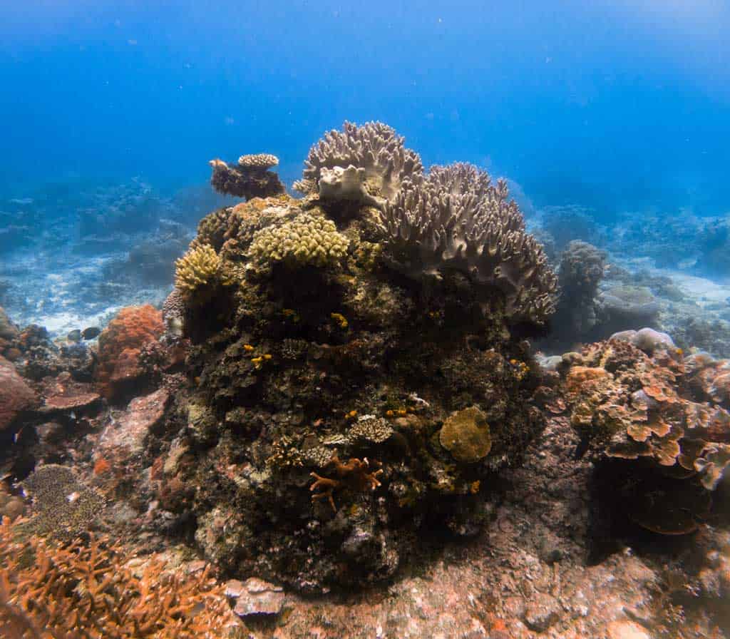 Coral In Water