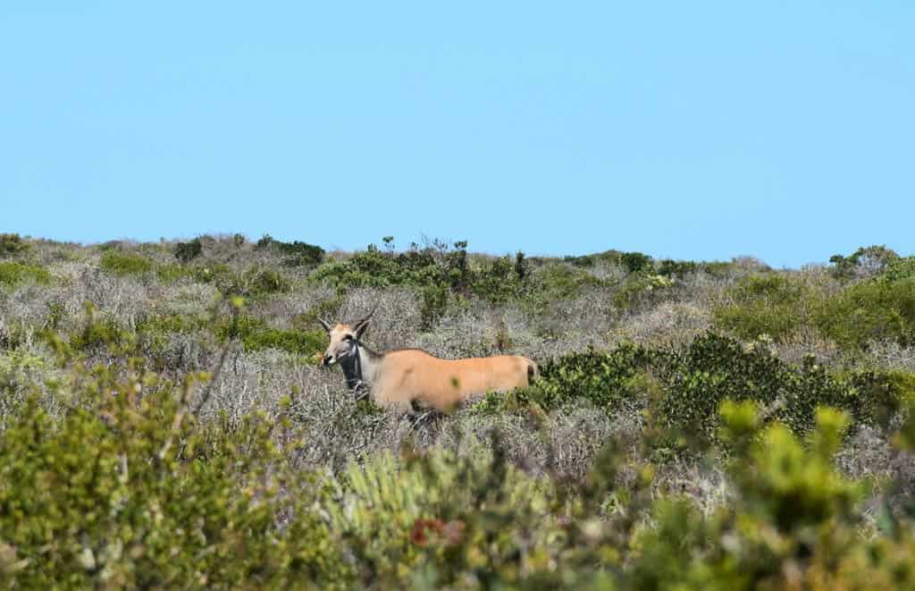 Animal In West Coast National Park