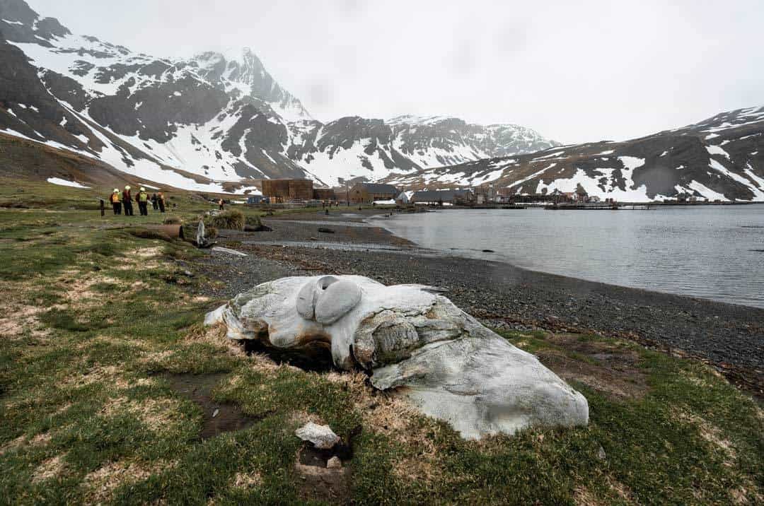 Whale Bone Grytviken