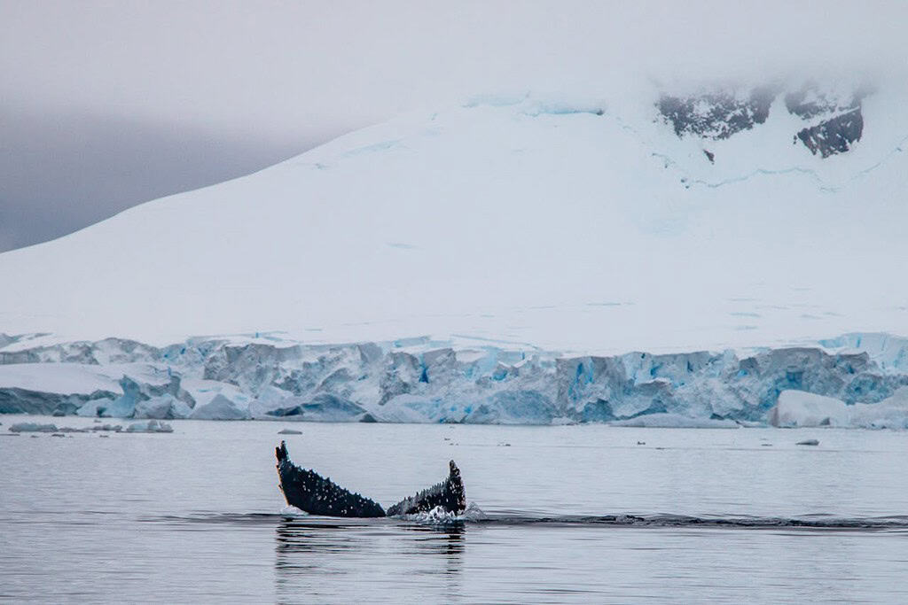 Whales In Antarctic