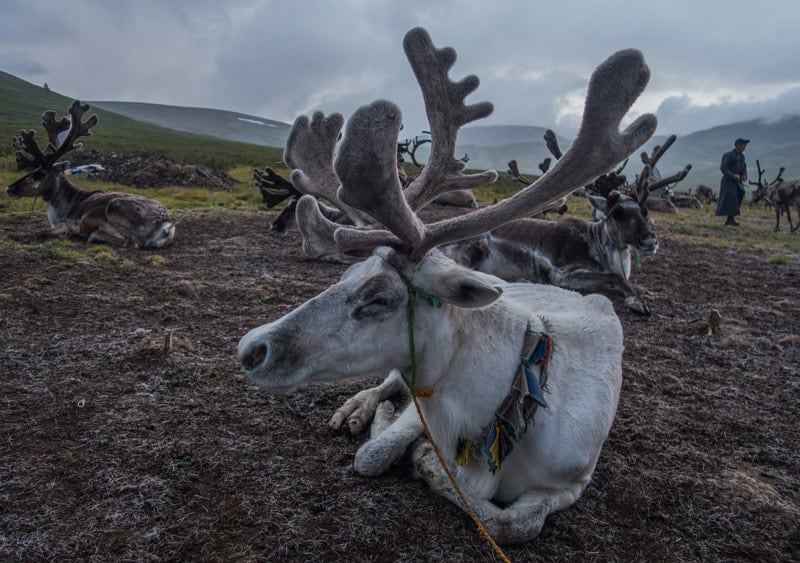 Tsaatan Dukha Reindeer Herders Mongolia