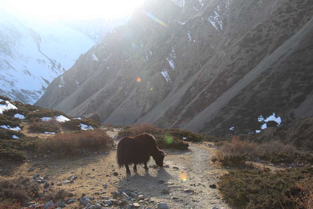 Mardi Himal Yak