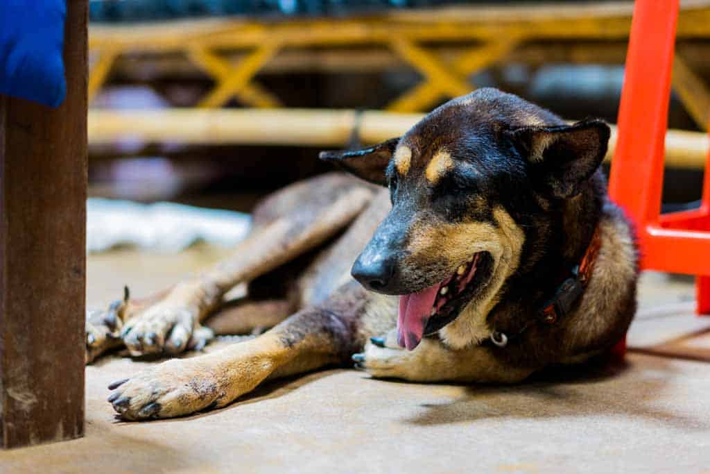Soi Dog Foundation