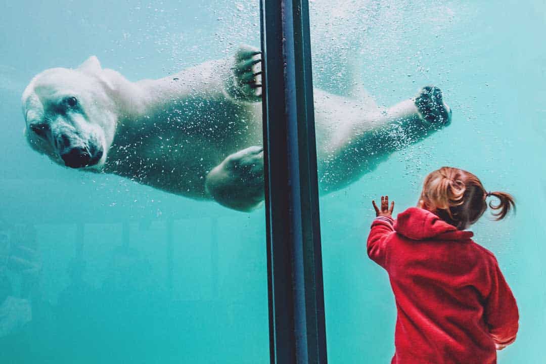 Japan, Sapporo, Polar Bear